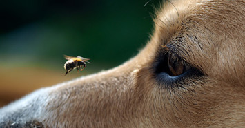 dog-staring-at-a-bee