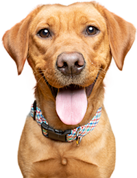 dog with tongue hanging out