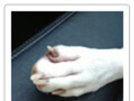 dog paw with broken toe
