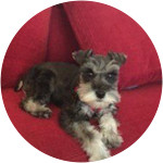 Molly’s Pet Insurance North Carolina