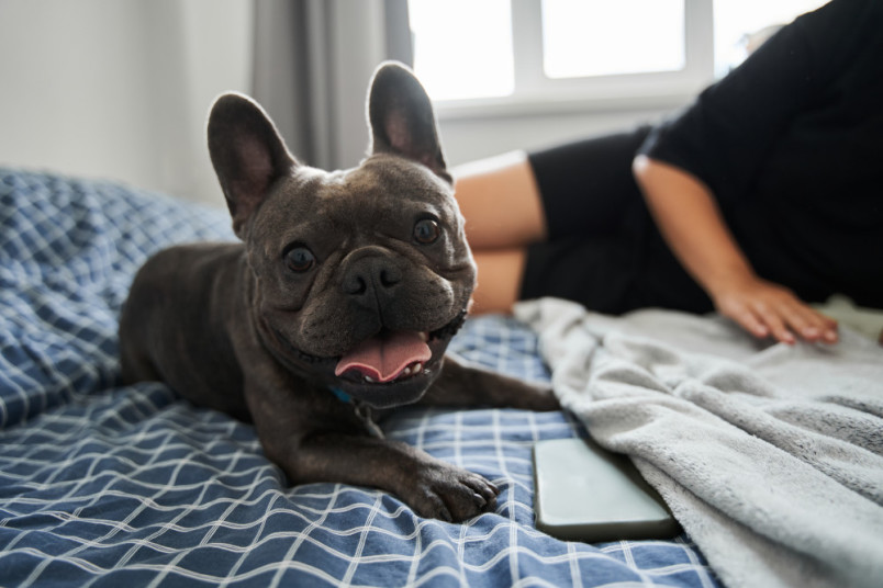 Happy French Bulldog laying in bed with owner.