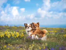 These two adorable Chihuahuas, one brown and the other brown and white, are snuggled up together in a field of colorful wildflowers, both looking attentively at the camera. Are these cute Chihuahuas originally from Mexico?