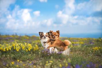 These two adorable Chihuahuas, one brown and the other brown and white, are snuggled up together in a field of colorful wildflowers, both looking attentively at the camera. Are these cute Chihuahuas originally from Mexico?