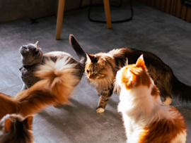 A gathering of some of the most popular and prettiest cat breeds in the world, including what appears to be a Maine Coon, Persian, and British Shorthair, showcase their distinctive fur patterns and elegant profiles as they sit together on a gray floor bathed in warm lighting, demonstrating why these are considered among the best and most beloved cat breeds.