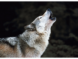 Showing a wolf with its head tilted back in a classic howling pose against a dark background