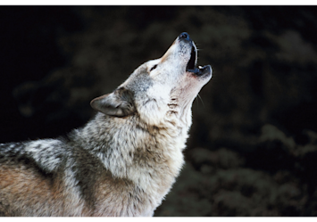 Showing a wolf with its head tilted back in a classic howling pose against a dark background