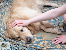 A concerned hand comforting a Golden Retriever lying on a rug, representing the importance of understanding blood clots in dogs, including causes, symptoms, and treatment options, particularly in cases of female dogs passing blood clots.