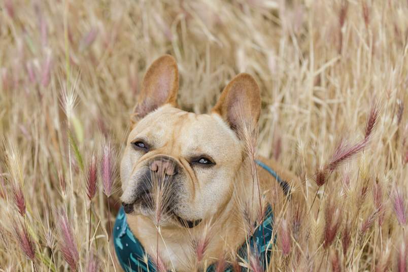 A fawn French Bulldog in a teal bandana sits surrounded by tall, dried foxtail grass, the pink-tinged seed heads brushing against his face.