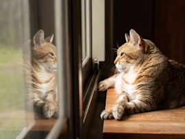 Ginger tabby cat sitting on a wooden windowsill gazing outward, possibly displaying watchful behavior that pet owners might consider when researching does my cat have separation anxiety.