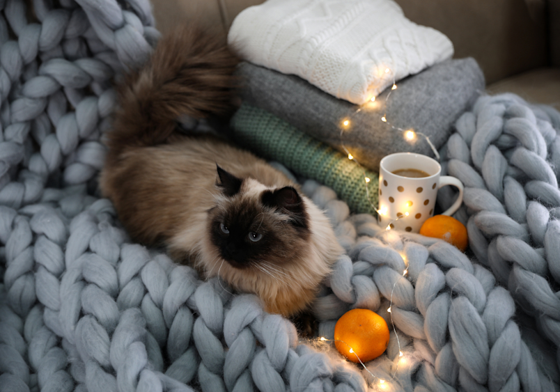 A Balinese cat lounges contentedly on a chunky knit blanket surrounded by cozy winter elements – warm string lights, oranges, and a steaming mug – creating a perfect hypoallergenic companion for those seeking snuggly cats that don't trigger allergies.