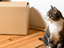cat-next-to-moving-box