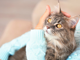 A friendly cat breed sitting in their owner's lap getting petted.