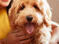 Goldendoodle dog with tongue out being held by brunette woman wearing a yellow shirt
