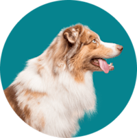 profile of a dog looking to the right