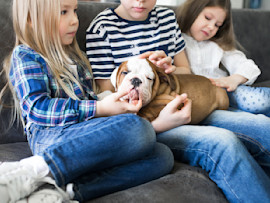 Dog laying with family