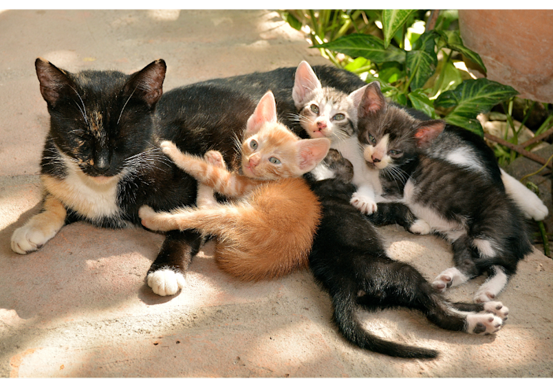Kittens seem to poop all the time because their digestive system is in development mode and not quite as efficient as it will become. The variety of colorful kittens - including orange, tabby, and black and white - demonstrates how these young cats are still growing and developing, with their immature digestive systems requiring more frequent elimination than adult cats.