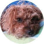 Pet Insurance Connecticut