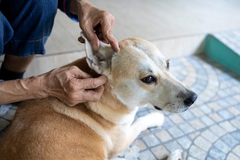 A pet owner carefully checks behind their dog's ear for ticks, one of the most important at-home habits for preventing lyme disease in dogs. Ticks tend to hide in warm, hard-to-see areas like the ears, neck, and between toes, making hands-on checks essential after time spent outdoors.