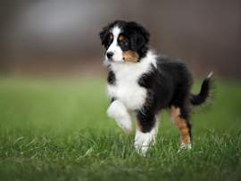 A tricolor Australian Shepherd puppy stands on vibrant green grass with one paw delicately raised, which raises the question "why do dogs limp
