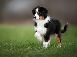 A tricolor Australian Shepherd puppy stands on vibrant green grass with one paw delicately raised, which raises the question "why do dogs limp