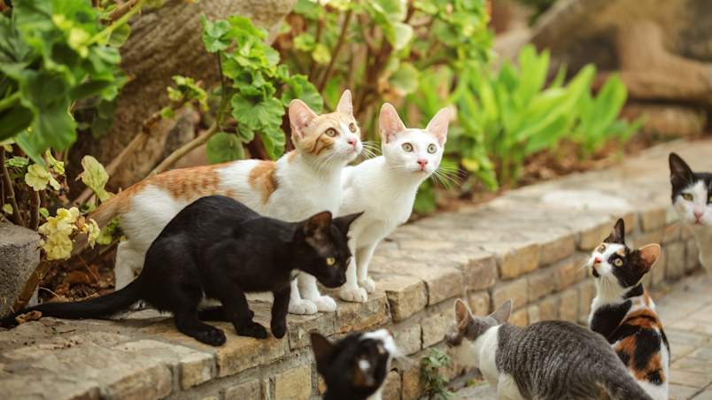 A small colony of cats, orange-and-white, all-white, black, calico, and tabby, gathers along a low brick wall amid greenery, several looking alertly in the same direction.