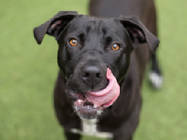 black lab licking mouth