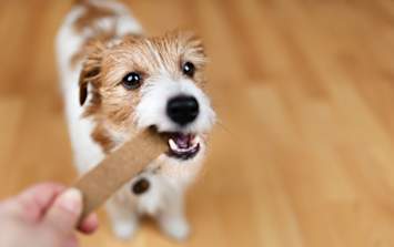 Dog cleaning teeth with a treat to prevent future teeth cleaning costs.