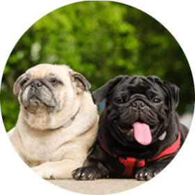 Pug Dog Breed  - a black pug and a tan pug sitting next to each other