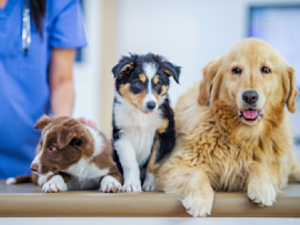 Three dogs receiving pet wellness exams together - a Border Collie puppy, Australian Shepherd, and Golden Retriever sitting on an examination table with a veterinarian in blue scrubs visible in the background.
