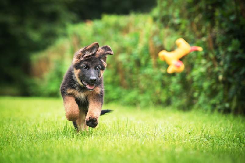 A puppy playing in the grass with his chew toy his parents got from his new puppy checklist