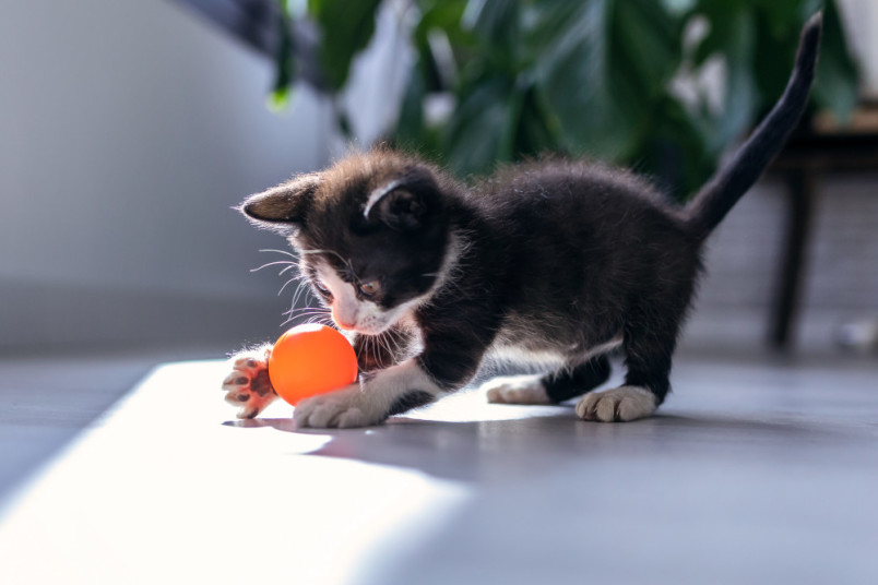 Kitten playing with orange toy