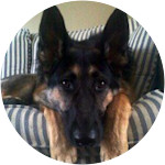 Nala-German-Shepherd-Dog