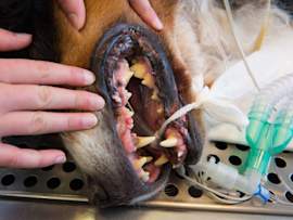 Canine Dental Cleaning