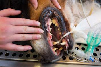 Canine Dental Cleaning