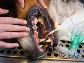 Canine Dental Cleaning