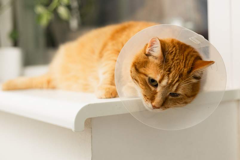 An orange tabby cat rests quietly on a white window perch wearing a clear Elizabethan collar, the quiet stillness of post-surgical recovery written across his face. This is a familiar sight for owners navigating life after feline PU surgery — perineal urethrostomy requires a careful recovery period, and the e-collar is essential for preventing the cat from disturbing the surgical site.