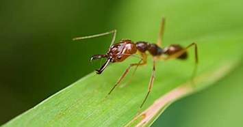 fire-ant-on-leaf