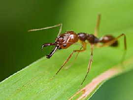 fire-ant-on-leaf