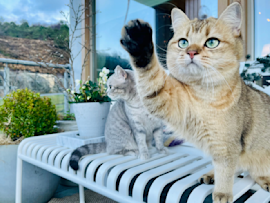 Light brown tabby cat with striking blue-green eyes raising its paw on a white porch bench, surrounded by potted plants and outdoor scenery, highlighting the importance of natural claws as declawing cats is illegal in many regions for being considered inhumane.