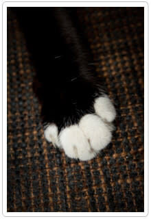 Declawing cats