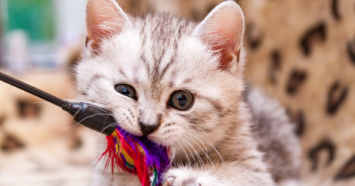 cute_kitten_playing_with_toy