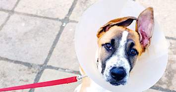 mixed breed dog in cone on leash