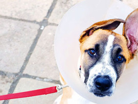 mixed breed dog in cone on leash