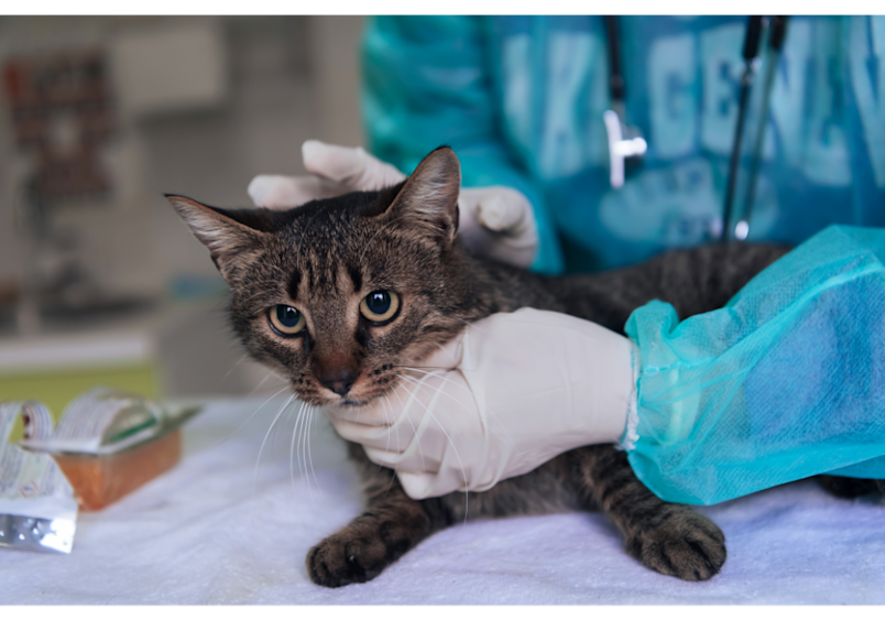 A tabby cat receives veterinary care in a clinical setting, highlighting the importance of professional guidance when concerns arise about feline health and safety.