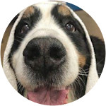 Shirley - Bernese Mountain Dog