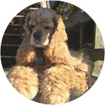 Ori - Cocker Spaniel