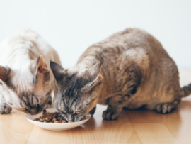 Two cats eating cat food of a small white plate