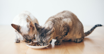 Two cats eating cat food of a small white plate