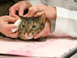 A cat receiving veterinary care, lying on a soft pink blanket, while a veterinarian examines the cat, it appears calm but concerned, focusing on how much chemo, radiation therapy, and cancer treatment for cats might cost.
