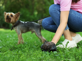 A woman carefully collects a dog stool sample from the ground, emphasizing the importance of proper collection and storage for an accurate fecal sample diagnosis at the vet.